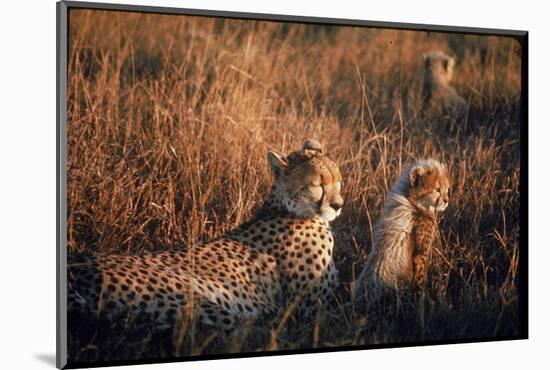 Mother Cheetah and Her Cub in Game Preserve in Africa-John Dominis-Mounted Photographic Print