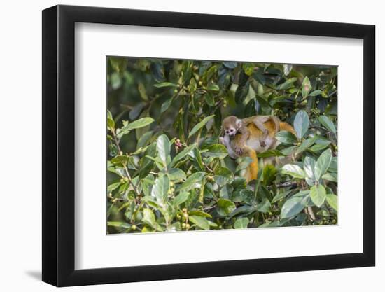 Mother common squirrel monkey (Saimiri sciureus) with infant in the trees on the Nauta Cao, Loreto,-Michael Nolan-Framed Photographic Print