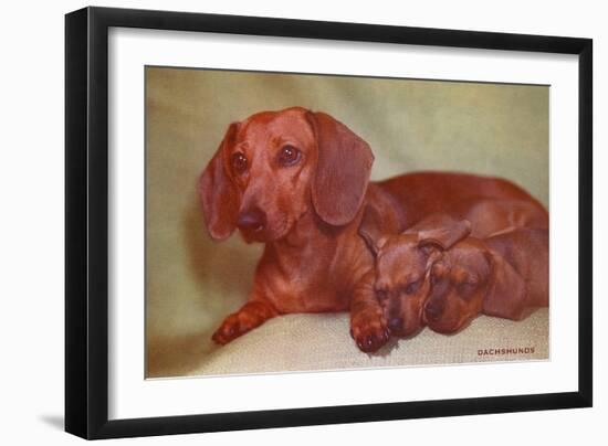 Mother Dachshund and Two Pups-null-Framed Art Print