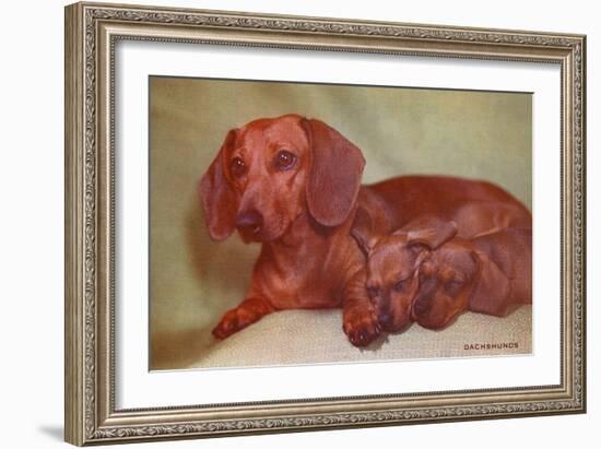 Mother Dachshund and Two Pups-null-Framed Premium Giclee Print