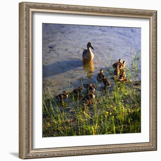 Mother Duck and Family I-Alan Hausenflock-Framed Photographic Print