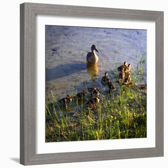 Mother Duck and Family I-Alan Hausenflock-Framed Photographic Print