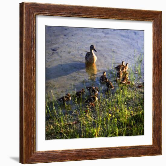 Mother Duck and Family I-Alan Hausenflock-Framed Photographic Print