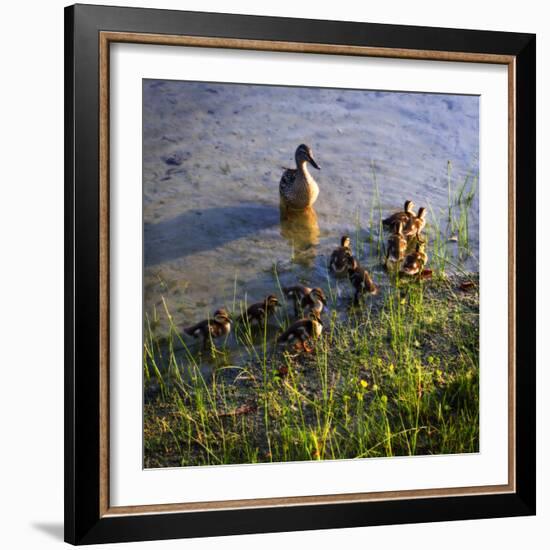 Mother Duck and Family I-Alan Hausenflock-Framed Photographic Print