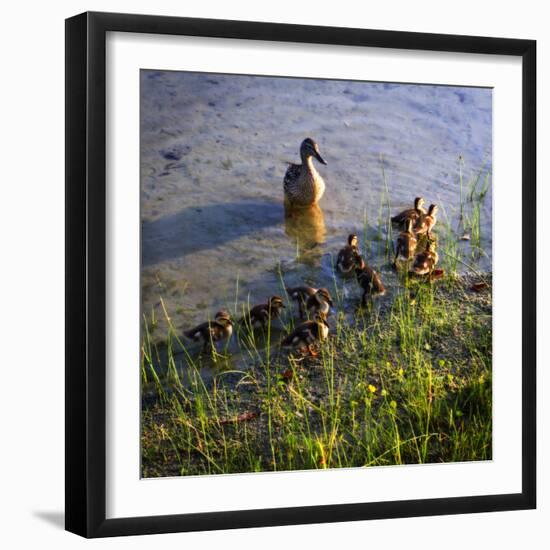 Mother Duck and Family I-Alan Hausenflock-Framed Photographic Print