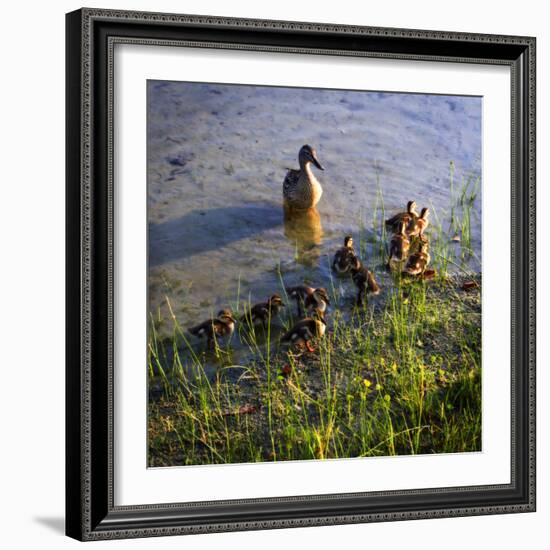 Mother Duck and Family I-Alan Hausenflock-Framed Photographic Print