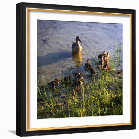 Mother Duck and Family I-Alan Hausenflock-Framed Photographic Print