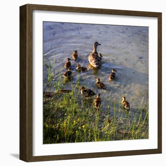 Mother Duck and Family II-Alan Hausenflock-Framed Photographic Print