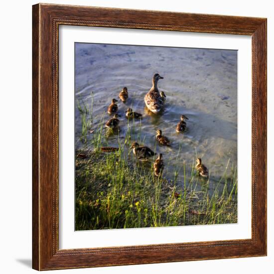 Mother Duck and Family II-Alan Hausenflock-Framed Photographic Print