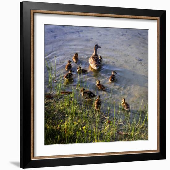 Mother Duck and Family II-Alan Hausenflock-Framed Photographic Print