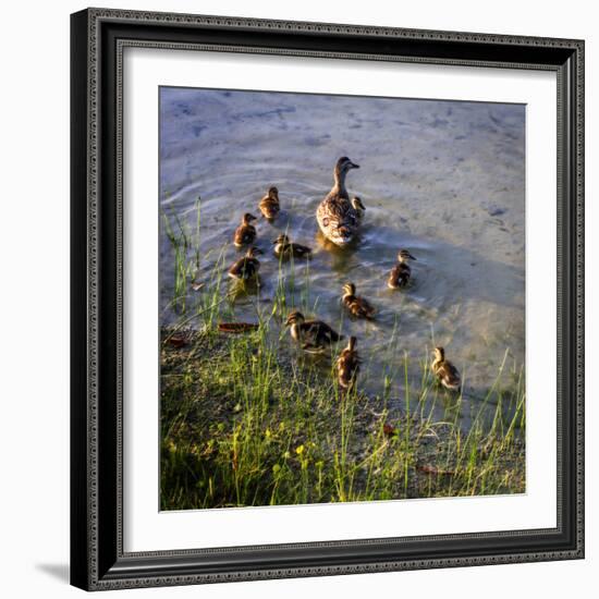 Mother Duck and Family II-Alan Hausenflock-Framed Photographic Print