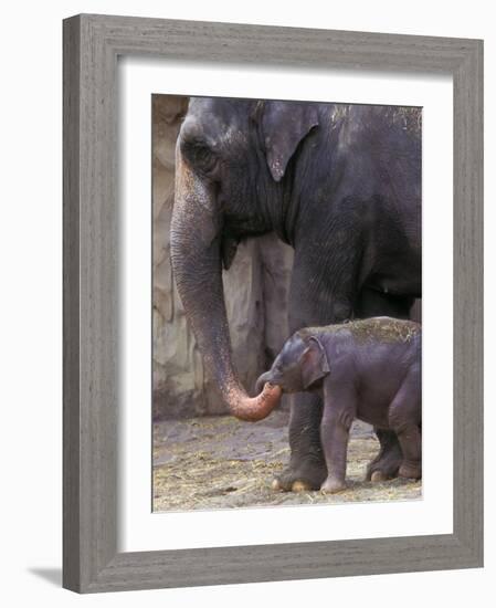 Mother Elephant Helps Feed Calf, Oregon Zoo, Portland, Oregon, USA-Janis Miglavs-Framed Photographic Print