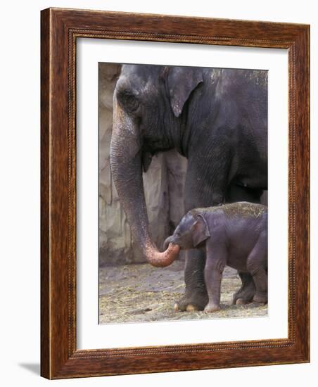 Mother Elephant Helps Feed Calf, Oregon Zoo, Portland, Oregon, USA-Janis Miglavs-Framed Photographic Print