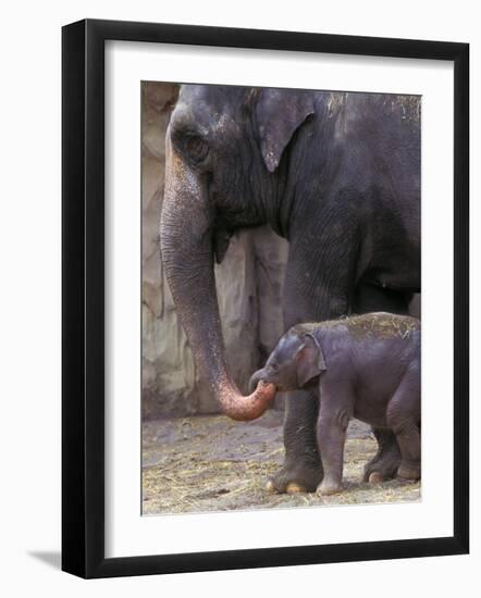 Mother Elephant Helps Feed Calf, Oregon Zoo, Portland, Oregon, USA-Janis Miglavs-Framed Photographic Print