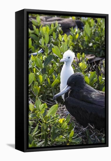 Mother Frigate Bird Tenaciously Protects Her Chick-Roberto Moiola-Framed Premier Image Canvas