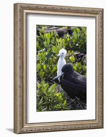 Mother Frigate Bird Tenaciously Protects Her Chick-Roberto Moiola-Framed Photographic Print