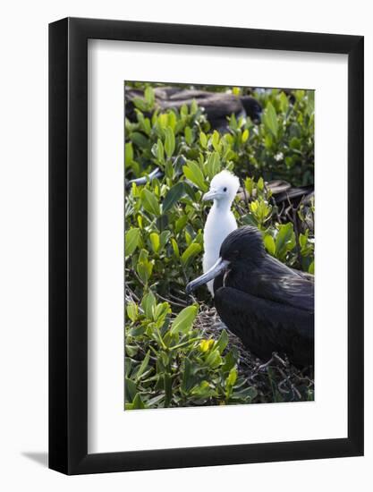 Mother Frigate Bird Tenaciously Protects Her Chick-Roberto Moiola-Framed Photographic Print