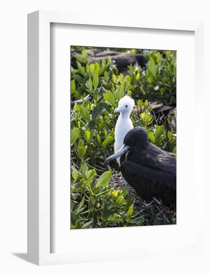 Mother Frigate Bird Tenaciously Protects Her Chick-Roberto Moiola-Framed Photographic Print