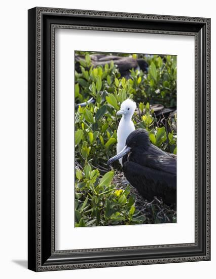 Mother Frigate Bird Tenaciously Protects Her Chick-Roberto Moiola-Framed Photographic Print