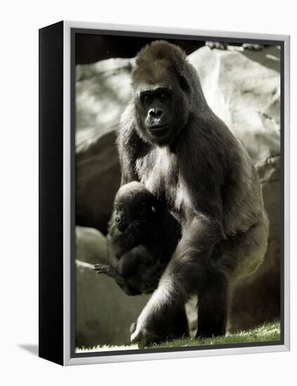 Mother Gorilla Julia-null-Framed Premier Image Canvas