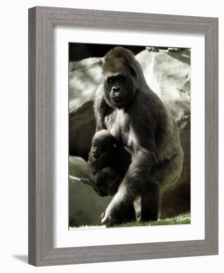 Mother Gorilla Julia-null-Framed Photographic Print