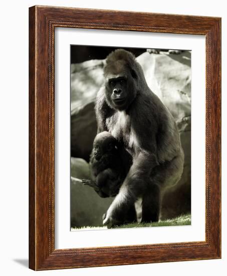 Mother Gorilla Julia-null-Framed Photographic Print