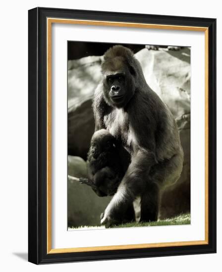 Mother Gorilla Julia-null-Framed Photographic Print