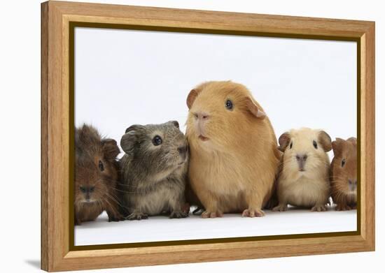Mother Guinea Pig and Four Baby Guinea Pigs, Each a Different Colour-Mark Taylor-Framed Premier Image Canvas