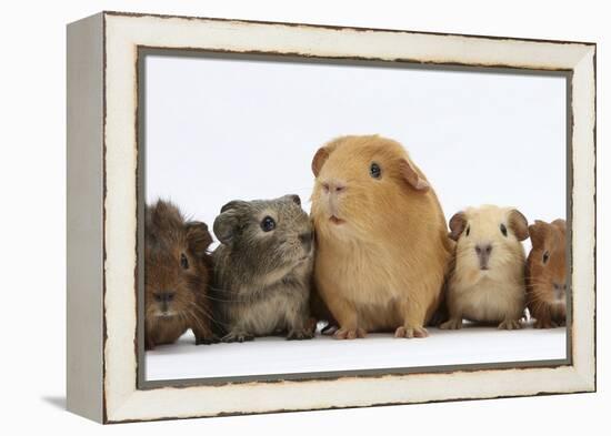 Mother Guinea Pig and Four Baby Guinea Pigs, Each a Different Colour-Mark Taylor-Framed Premier Image Canvas