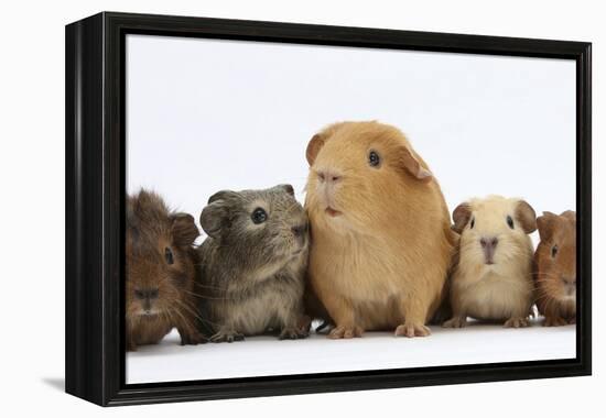 Mother Guinea Pig and Four Baby Guinea Pigs, Each a Different Colour-Mark Taylor-Framed Premier Image Canvas