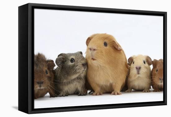 Mother Guinea Pig and Four Baby Guinea Pigs, Each a Different Colour-Mark Taylor-Framed Premier Image Canvas