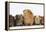 Mother Guinea Pig and Four Baby Guinea Pigs, Each a Different Colour-Mark Taylor-Framed Premier Image Canvas