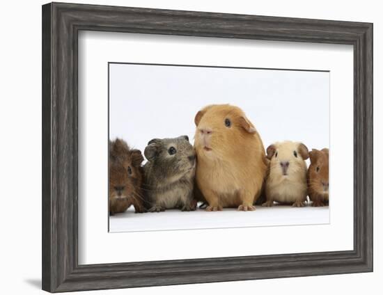 Mother Guinea Pig and Four Baby Guinea Pigs, Each a Different Colour-Mark Taylor-Framed Premium Photographic Print