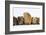 Mother Guinea Pig and Four Baby Guinea Pigs, Each a Different Colour-Mark Taylor-Framed Premium Photographic Print