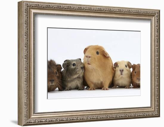 Mother Guinea Pig and Four Baby Guinea Pigs, Each a Different Colour-Mark Taylor-Framed Photographic Print