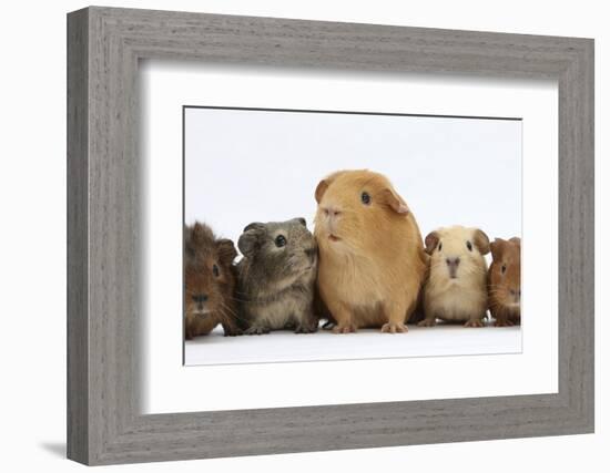 Mother Guinea Pig and Four Baby Guinea Pigs, Each a Different Colour-Mark Taylor-Framed Photographic Print