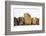 Mother Guinea Pig and Four Baby Guinea Pigs, Each a Different Colour-Mark Taylor-Framed Photographic Print