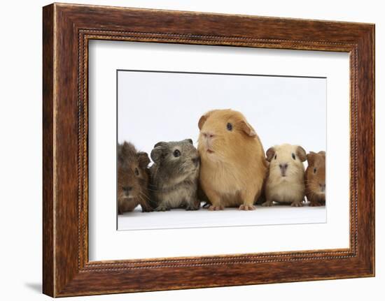 Mother Guinea Pig and Four Baby Guinea Pigs, Each a Different Colour-Mark Taylor-Framed Photographic Print