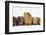 Mother Guinea Pig and Four Baby Guinea Pigs, Each a Different Colour-Mark Taylor-Framed Photographic Print