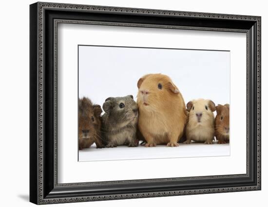 Mother Guinea Pig and Four Baby Guinea Pigs, Each a Different Colour-Mark Taylor-Framed Photographic Print