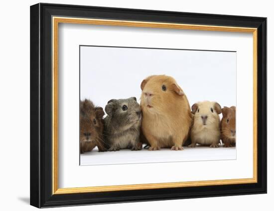 Mother Guinea Pig and Four Baby Guinea Pigs, Each a Different Colour-Mark Taylor-Framed Photographic Print