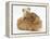 Mother Guinea Pig with Two Babies Riding on Her Back-Mark Taylor-Framed Premier Image Canvas