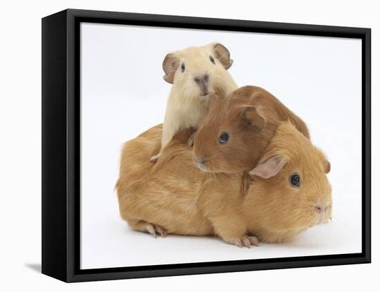 Mother Guinea Pig with Two Babies Riding on Her Back-Mark Taylor-Framed Premier Image Canvas