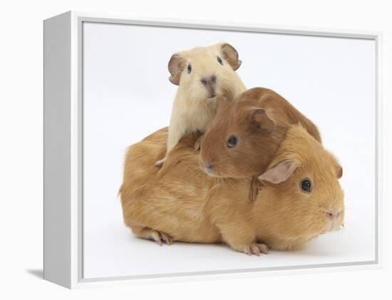 Mother Guinea Pig with Two Babies Riding on Her Back-Mark Taylor-Framed Premier Image Canvas