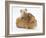 Mother Guinea Pig with Two Babies Riding on Her Back-Mark Taylor-Framed Photographic Print