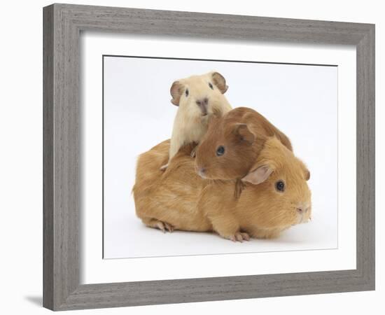 Mother Guinea Pig with Two Babies Riding on Her Back-Mark Taylor-Framed Photographic Print