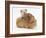 Mother Guinea Pig with Two Babies Riding on Her Back-Mark Taylor-Framed Photographic Print