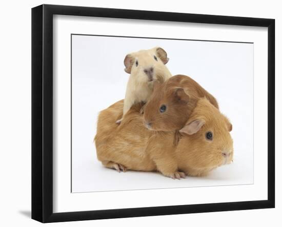 Mother Guinea Pig with Two Babies Riding on Her Back-Mark Taylor-Framed Photographic Print