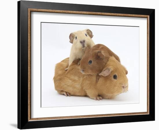 Mother Guinea Pig with Two Babies Riding on Her Back-Mark Taylor-Framed Photographic Print