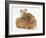 Mother Guinea Pig with Two Babies Riding on Her Back-Mark Taylor-Framed Photographic Print